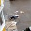 В Чернигове мужчина выпал из окна многоэтажки. Появилось эксклюзивное фото