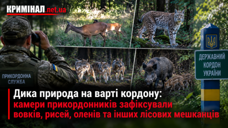 Дика природа на варті кордону: камери прикордонників зафіксували вовків, рисей, оленів та інших лісових мешканців