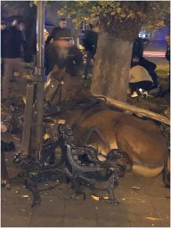 Во Львове ДТП с участием кареты пострадали люди и лошади