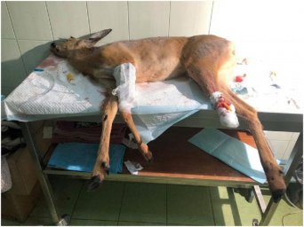 В Днепре в ветеринарной клинике умерла косуля, которую достали из канала