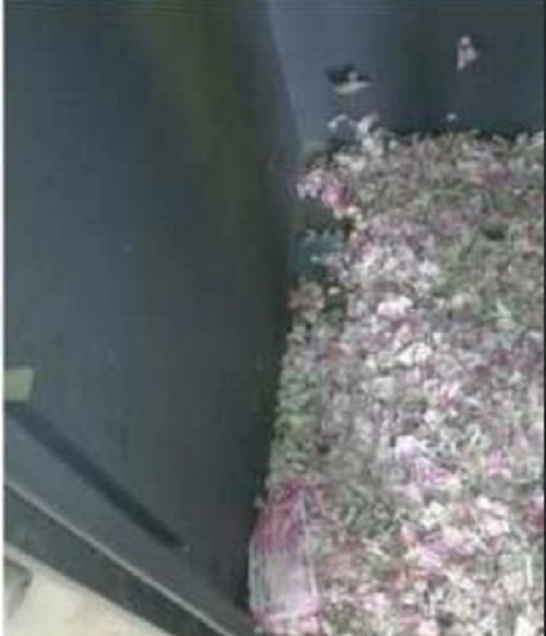 В Индии крыса съела все купюры в банкомате и умерла