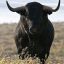 В Тернопольской области бык убил женщину