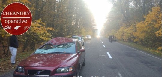 В районе Новых Яриловичей автомобиль столкнулся с лосем. Лось погиб