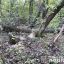 В Полтавской области мужчину насмерть придавило деревом