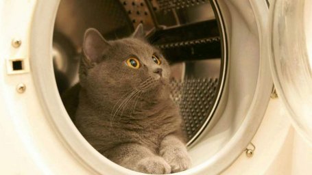 В Днепре кот попал в работающую стиральную машину и провел в ней 30 минут