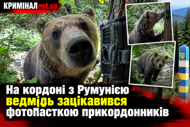 На кордоні з Румунією ведмідь зацікавився фотопасткою прикордонників На кордоні з Румунією ведмідь зацікавився фотопасткою прикордонників