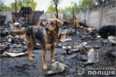 В Запоріжжі сталася пожежа в притулку для тварин. Поліція відкрила кримінальне провадження