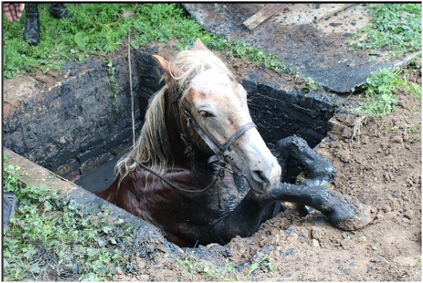 В Ровенской области спасали лошадь, провалившуюся в двухметровую яму