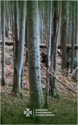 Прикордонники попереджують про ведмедів в українських Карпатах. З’явилося відео
