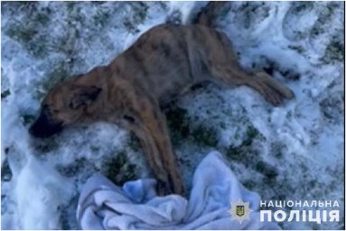 У Тернополі нетверезі брати викиули собаку з четвертого поверху. Поліція встановлює обставини