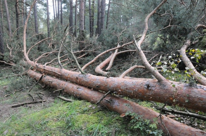 В Тернопольской области мужчину придавило деревом