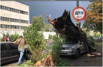 В Киеве напротив автосервиса дерево придавило автомобиль