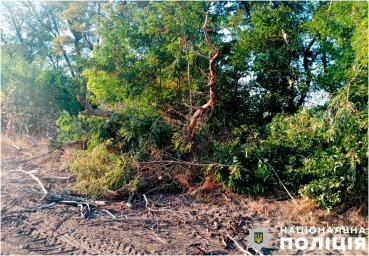 На Полтавщині на неповнолітнього підлітка впало дерево