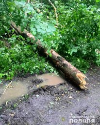 В Полтавской области подростка насмерть придавило деревом