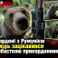 На кордоні з Румунією ведмідь зацікавився фотопасткою прикордонників