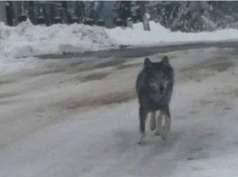 В Тернопольской области люди подверглись нападению волков