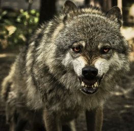В Славяносербском районе волк загрыз ребенка