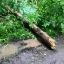 В Полтавской области подростка насмерть придавило деревом