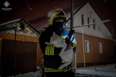 З’явилося відео порятунку кота з палаючої будівлі