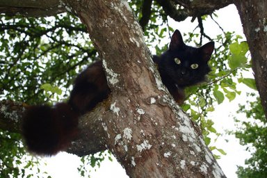 В Днепре спасатели сняли с дерева кота. Появилось видео