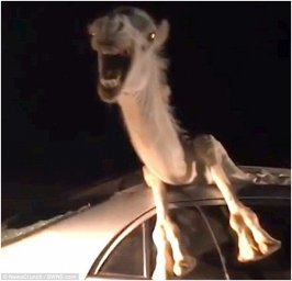 Появилось видео верблюда, застрявшего в салоне автомобиля