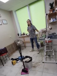 В Киеве салон для стрижки собак и котов отказался обслуживать украиноязычную клиентку
