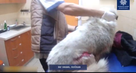 ​Харьковские патрульные спасли собаку, которую сбила машина