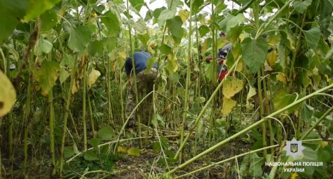 На Кировоградщине копы ликвидировали посев из более 35 тысяч растений конопли