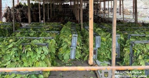 На Хмельниччині викрили ділків, які вирощували та виготовляли тютюн без дозволів