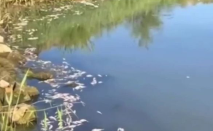 Масова загибель риби у Базавлуці: водойма вкрилася мертвими тілами, стоїть нестерпний сморід