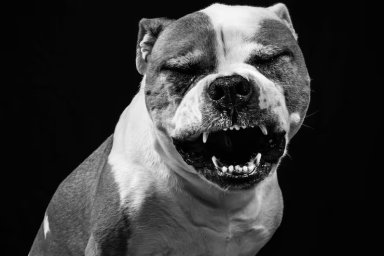 Пітбуль напав на поліцейських під час затримання зловмисника в Полтаві