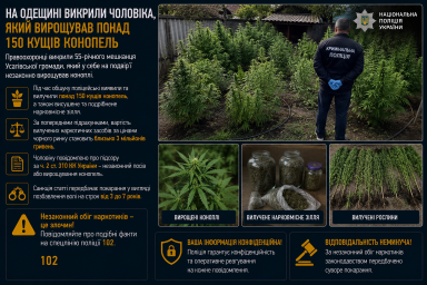 На Одещині викрили чоловіка, який вирощував понад 150 кущів конопель