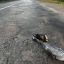 На Дніпропетровщині водій збив ветерана й утік з місця ДТП