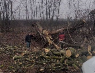 Незаконна вирубка на Полтавщині: екоінспектори виявили понад сотню спиляних дерев