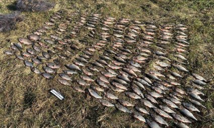 На Чернігівщині браконьєр наловив риби на понад 300 тис. гривень