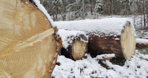 На Київщині прокуратура подала позови на 17 млн грн через незаконну вирубку лісів