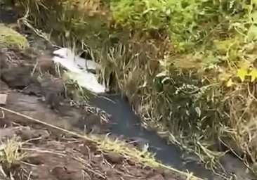 У Хмельницькому зафіксували масову загибель риби: прокуратура відкрила справу