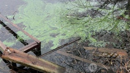Перевірка Старолюботинського ставку: масового мору риби не виявлено