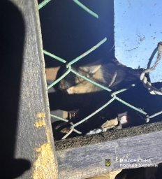 На Івано-Франківщині чоловік жорстоко побив собаку палицею На Івано-Франківщині чоловік жорстоко побив собаку палицею